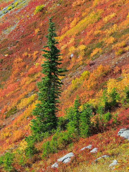 Wild, Jamie and Judy 아티스트의 Washington State-North Cascades-Alpine Fir tree and fall color작품입니다.